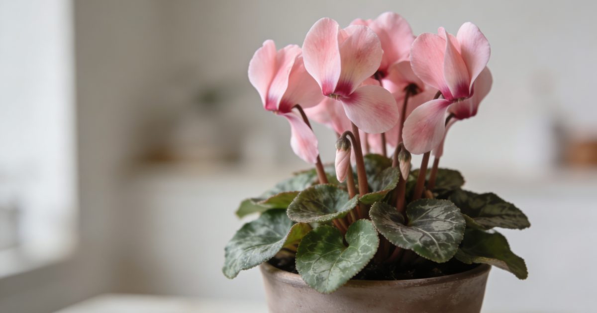 Gros plan sur fleurs de cyclamen roses en pot