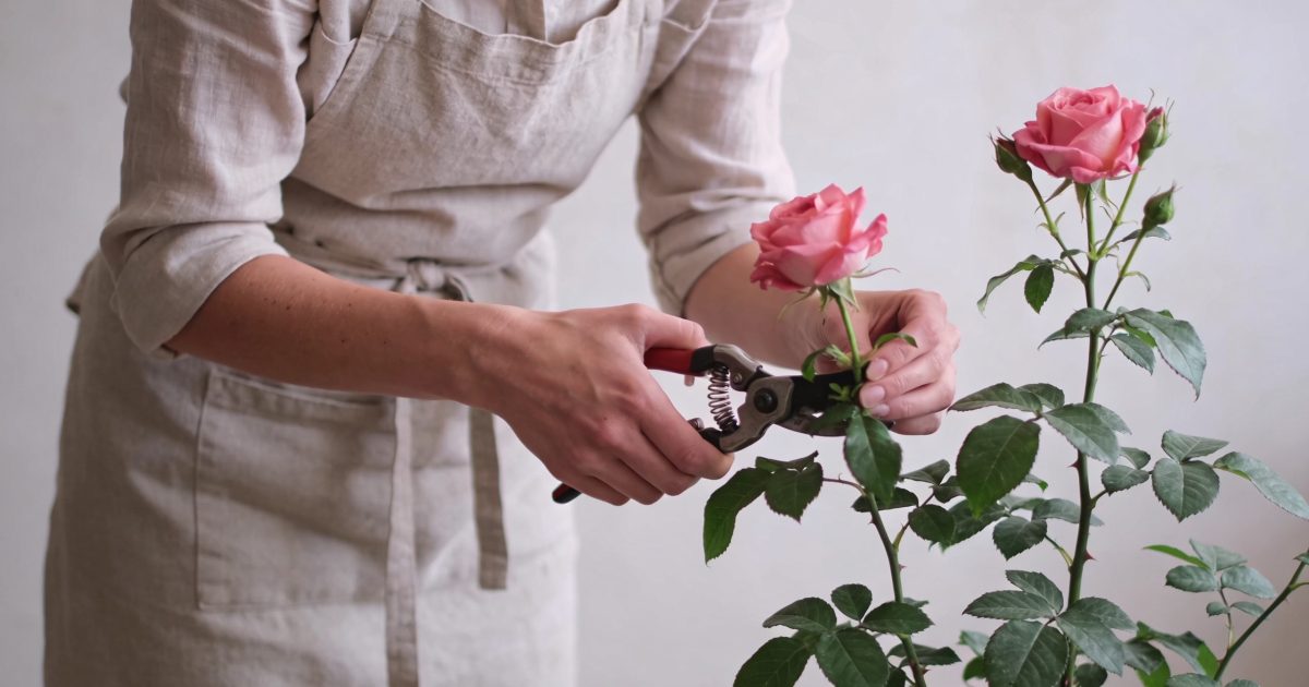 jardinier penche taillant un rosier avec sécateur