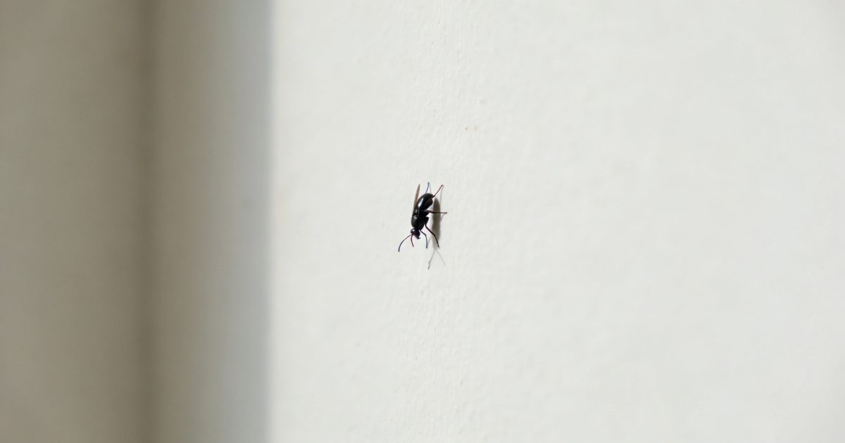 Petit insecte noir sur mur blanc interieur
